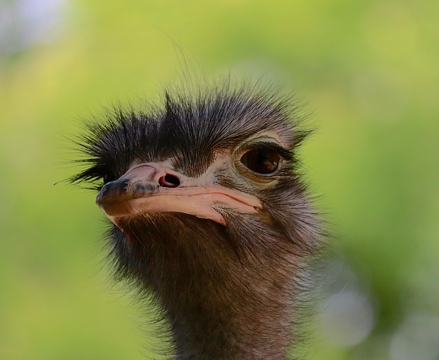 chin-close-upprocess-photo-640x480-2675426.jpeg
