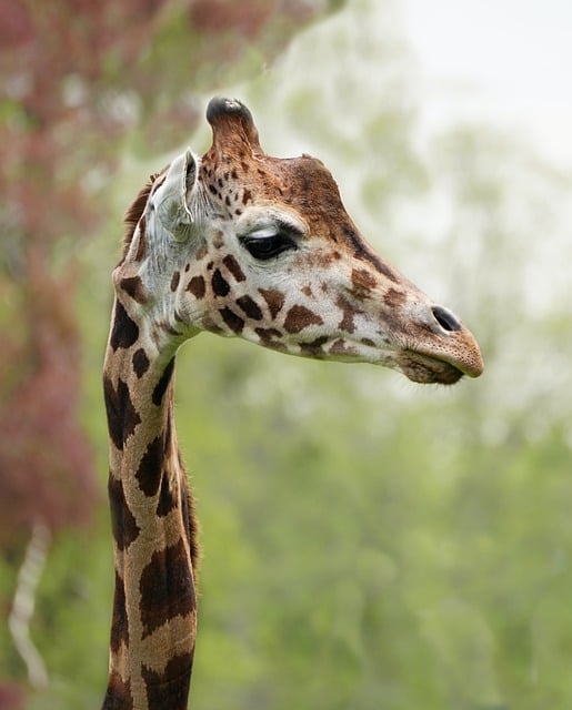 Neck Process,Results Photo