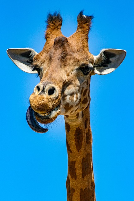 neck-processresults-photo-640x480-39629709.jpeg