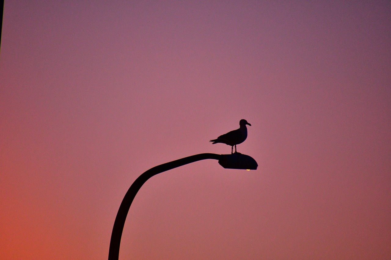 Understanding All In One Solar Lights: Longevity and Setup Secrets