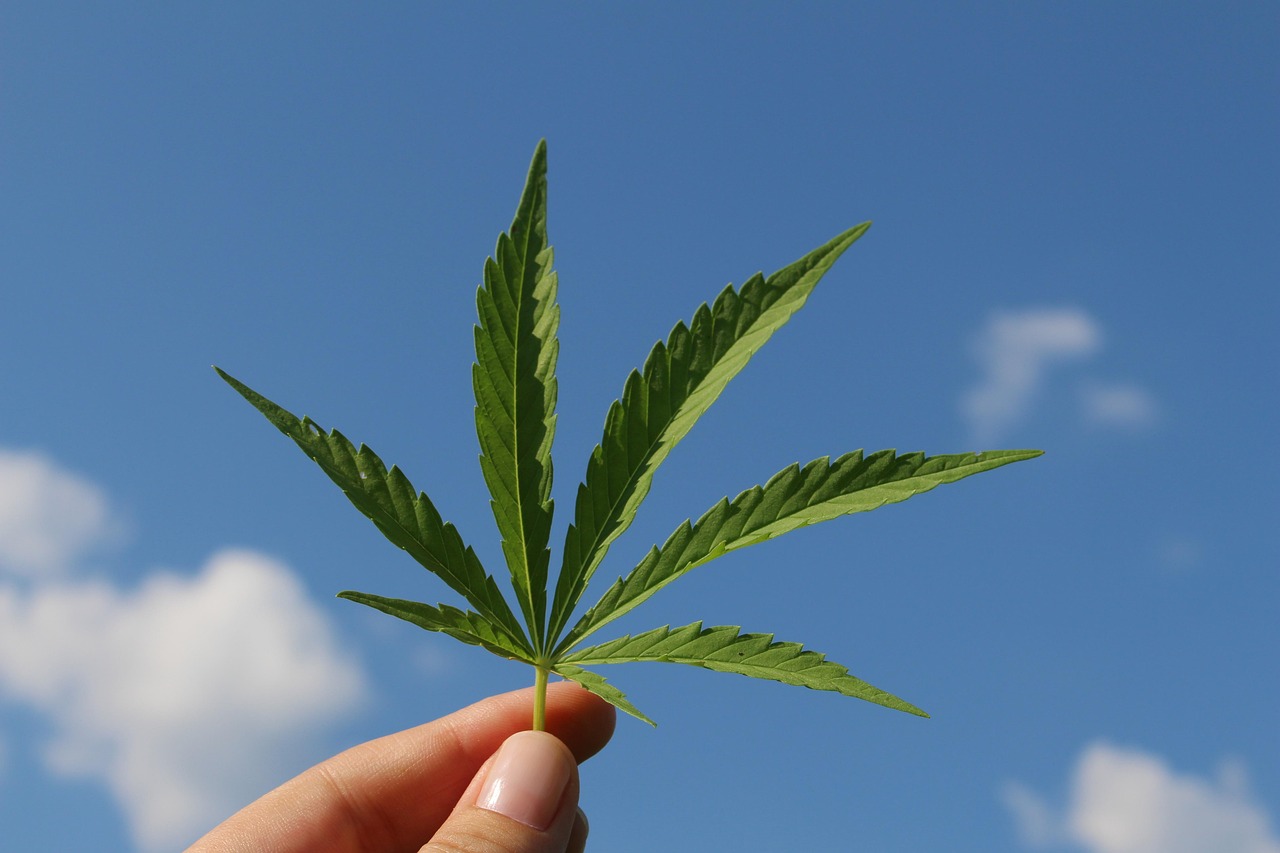 Exploring Cannabis Dispensary Services in Ellsworth, Maine
