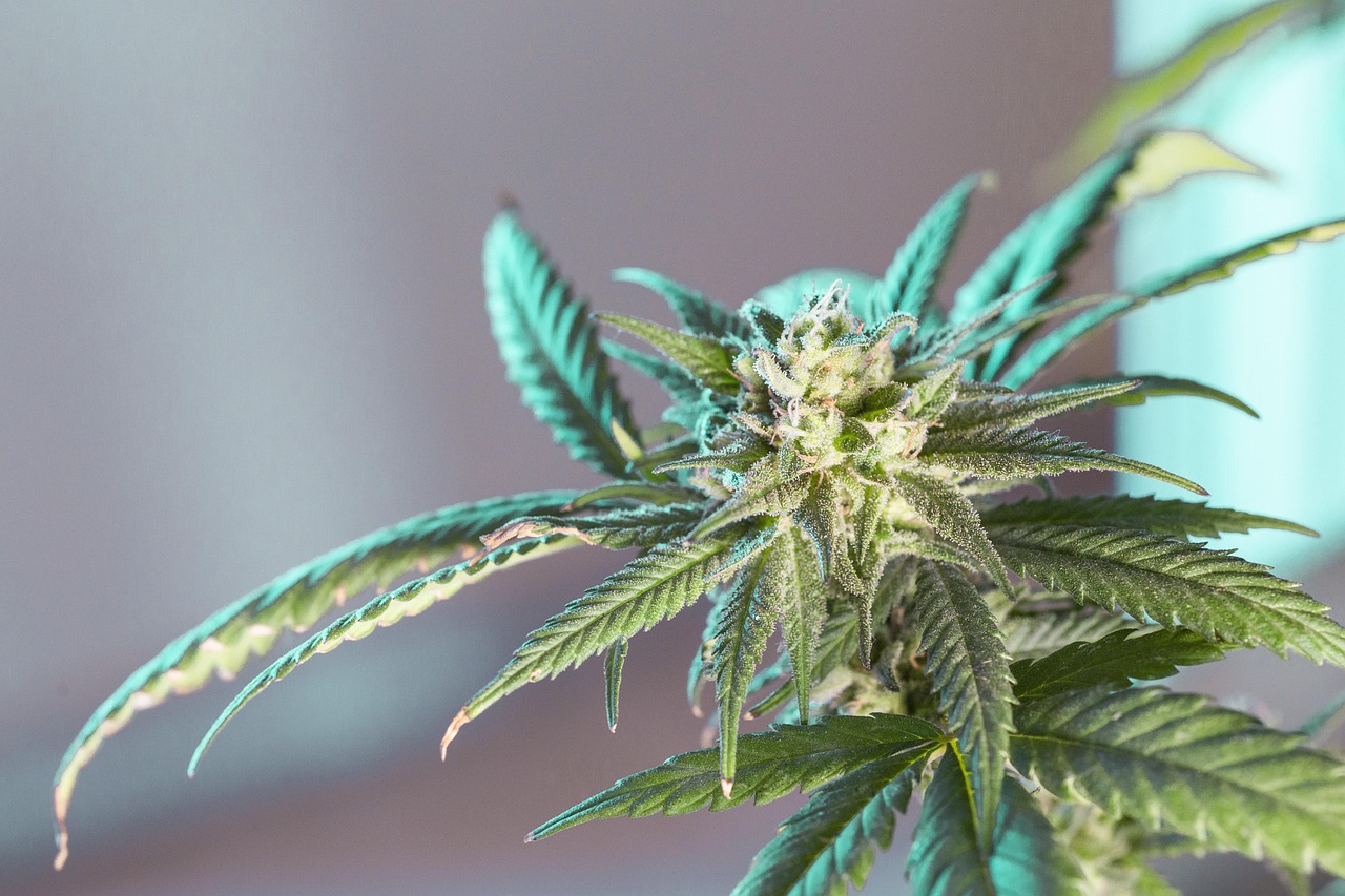 Mastering Cannabis Tinctures: Composition, Dosage, and Legal Guide