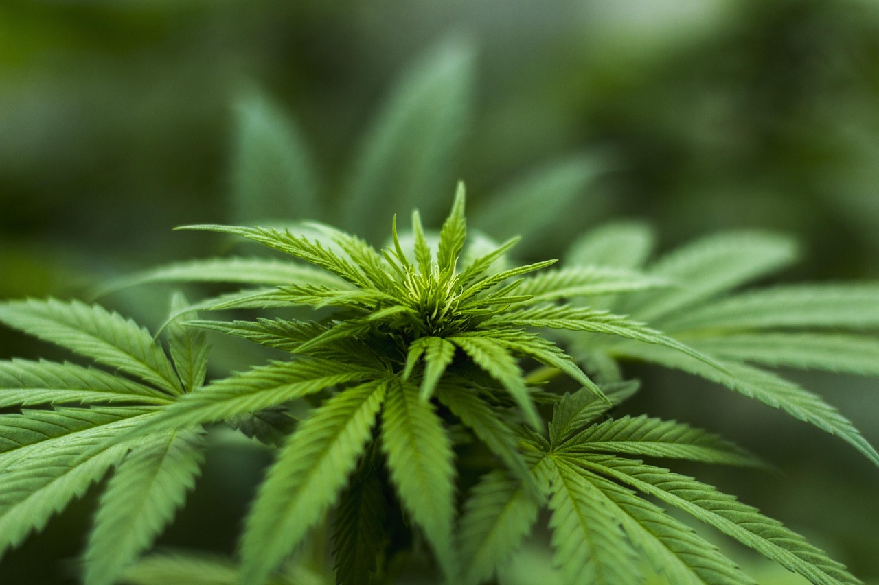 Unlock Therapeutic Benefits of Cannabis Tinctures at Home